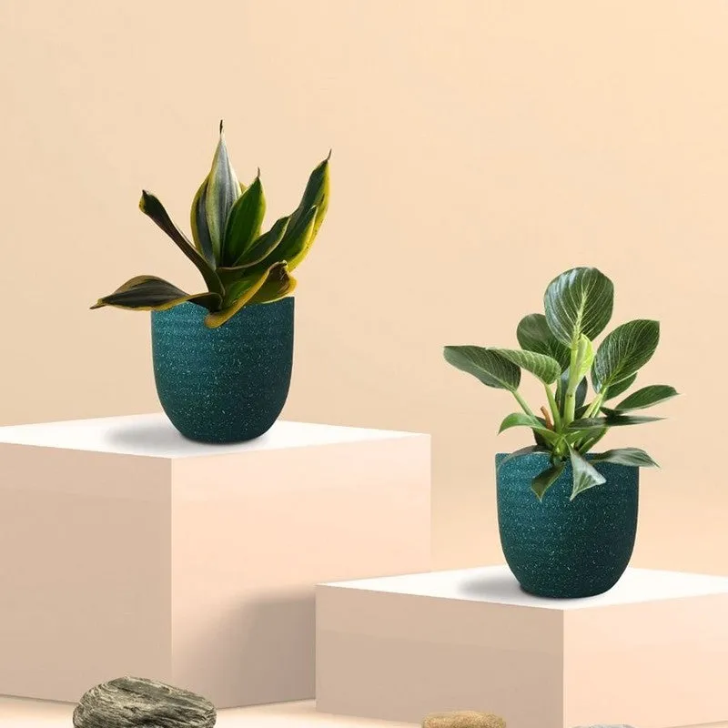 Greenkin Birkin & Golden Snake Live Plants (Green) - Set Of Two media 3