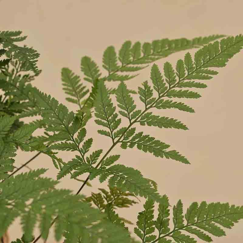 Ugaoo Rabbit's Foot Fern Plant media 3