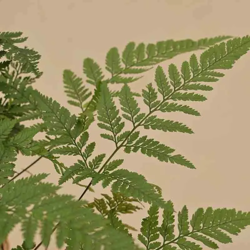 Ugaoo Rabbit's Foot Fern Plant media 3