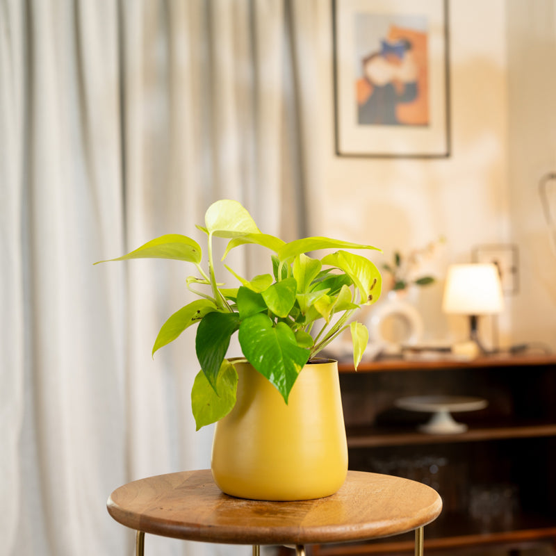 Kyari Golden Pothos Plant With Metal Self Watering Pot - Yellow