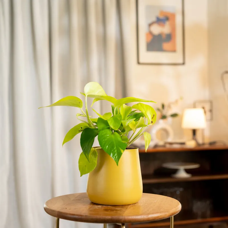Kyari Golden Pothos Plant With Metal Self Watering Pot - Yellow media 1