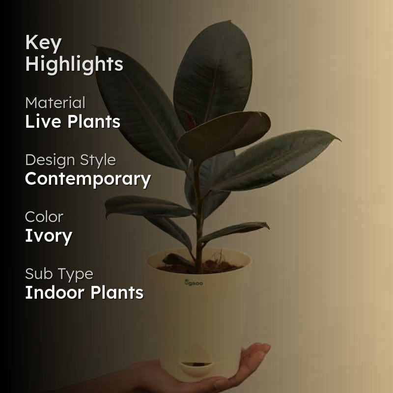 Ugaoo Rubber Plant - Medium media 2