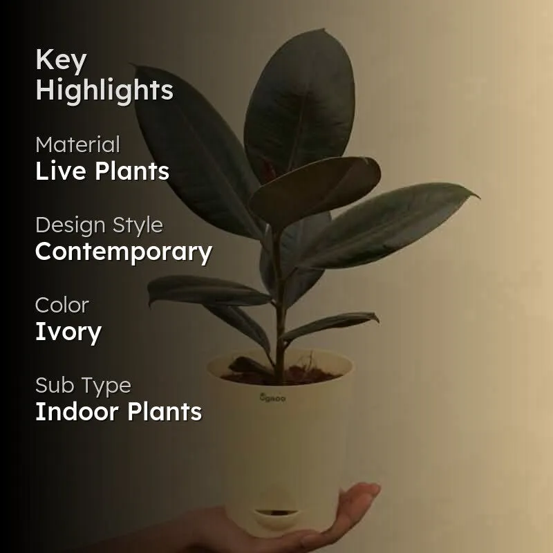 Ugaoo Rubber Plant - Medium media 2