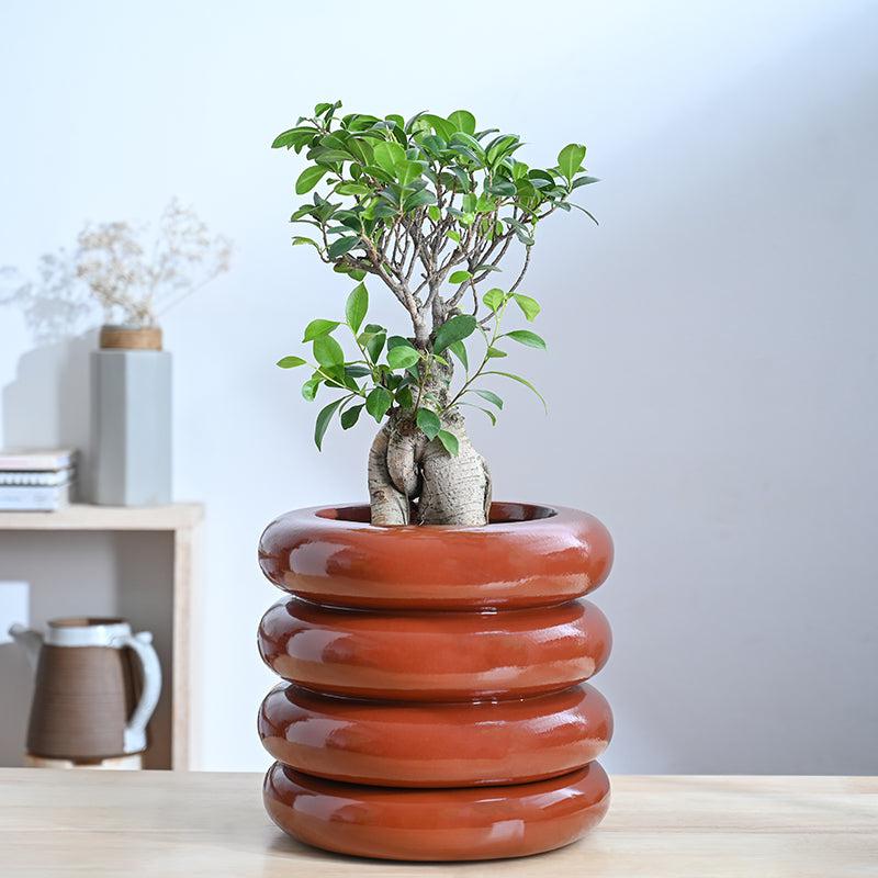 Ugaoo Ceramicurve Four Layer Ceramic Planter - Terracotta media 2
