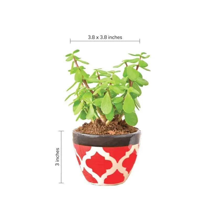 Ugaoo Apple Rose Red Ceramic Pot media 4
