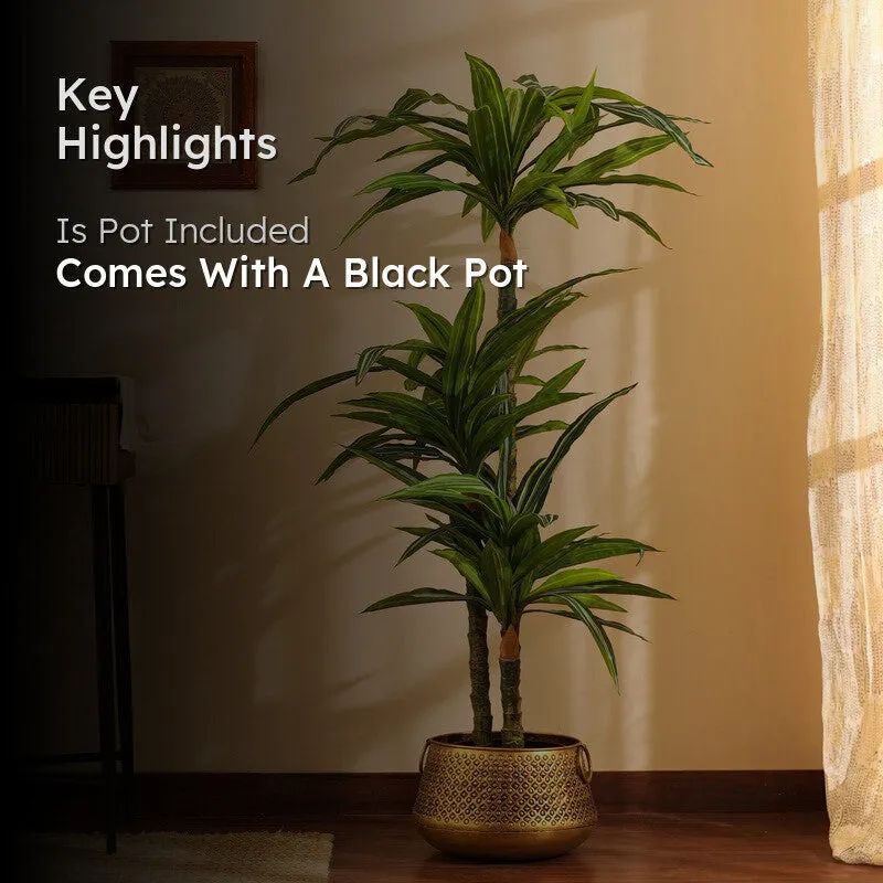 Artificial Variegated Dracaena Plant With Black Plastic Pot 5 ft media 2