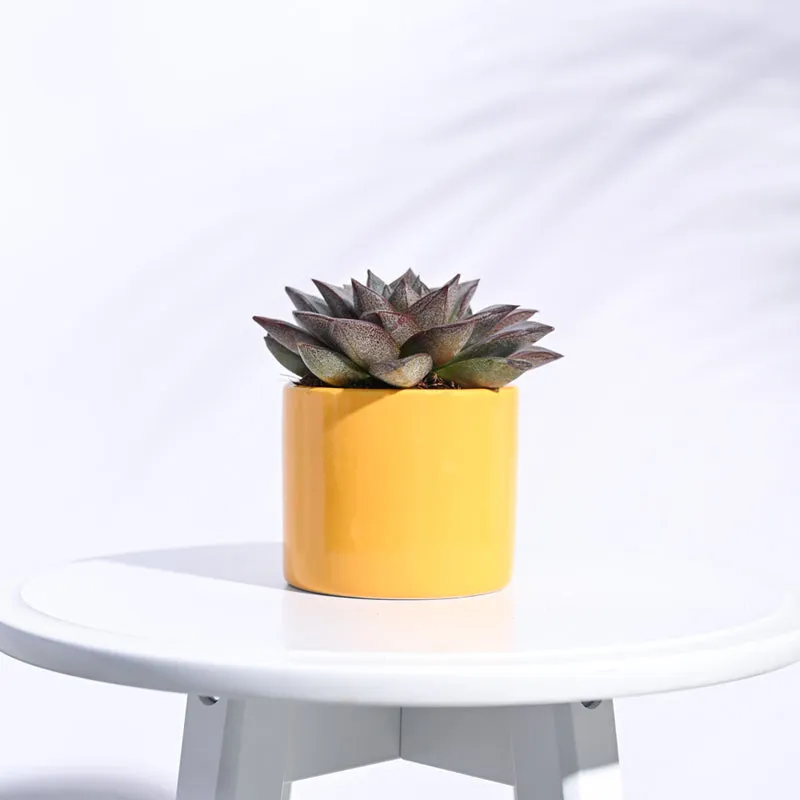 Ugaoo Pipe Yellow Ceramic Pot media 3