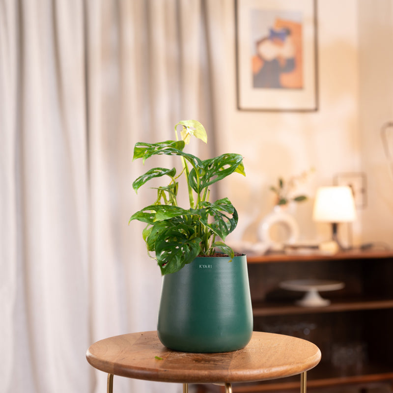 Kyari Monstera Adansonii With Metal Self Watering Pot - Green