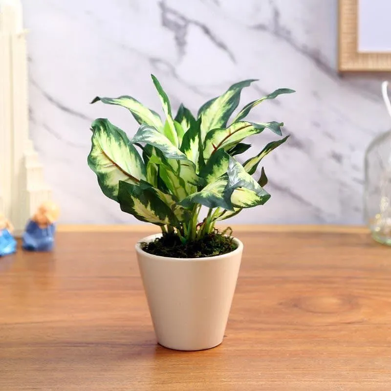 Faux Dieffenbachia Bonsai In Ceramic Pot (26 cms) - White Green media 1
