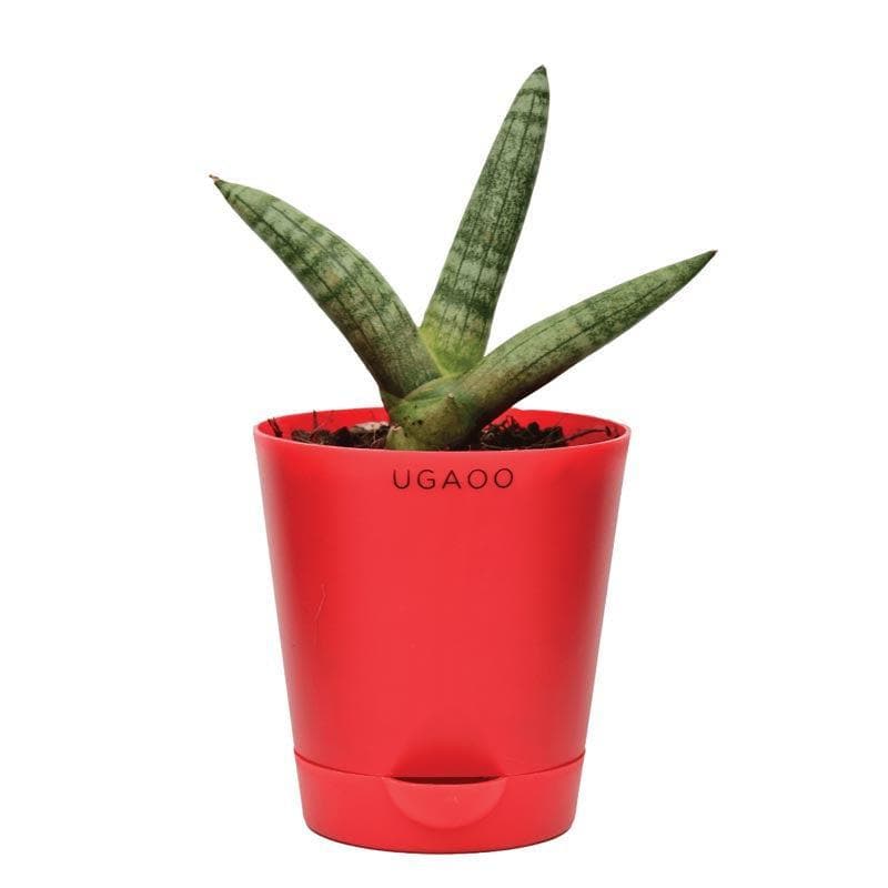 Ugaoo Sansevieria Boncel Plant media 3