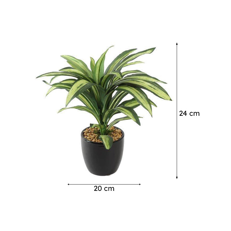 Faux Dracaena Bonsai (24 cms) - Green media 5