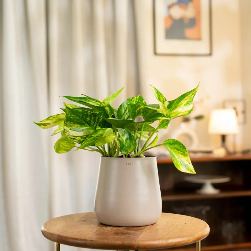 Kyari Golden Pothos With Metal Self Watering Pot (Beige) - 1 Foot media 1