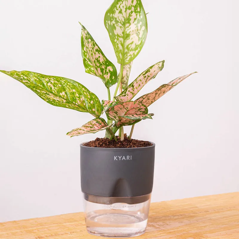 Kyari Agalonema Snow Plant With Self Watering Pot (Grey) - 18 cm media 6