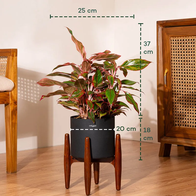 Kyari Agalonema Lipstick Plant With Metal Self Watering Pot (Black) - 1. 6 Feet media 5