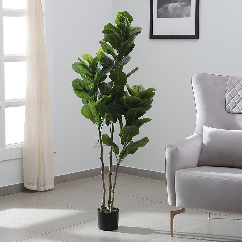 Faux Banjo Fig Plant With Black Plastic Pot - 4.9 Feet image 3
