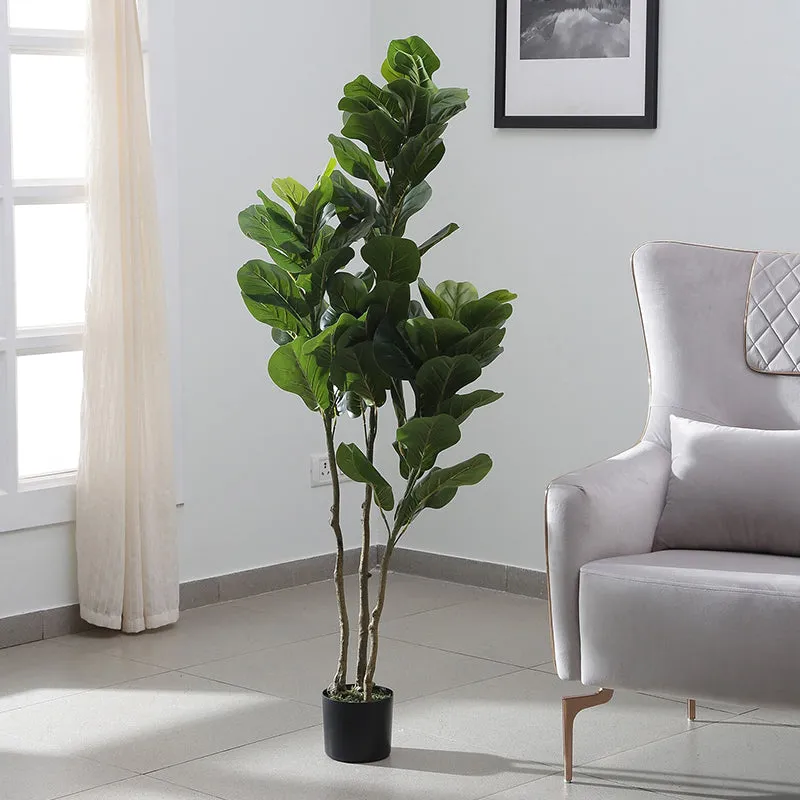 Faux Banjo Fig Plant With Black Plastic Pot - 4.9 Feet media 3