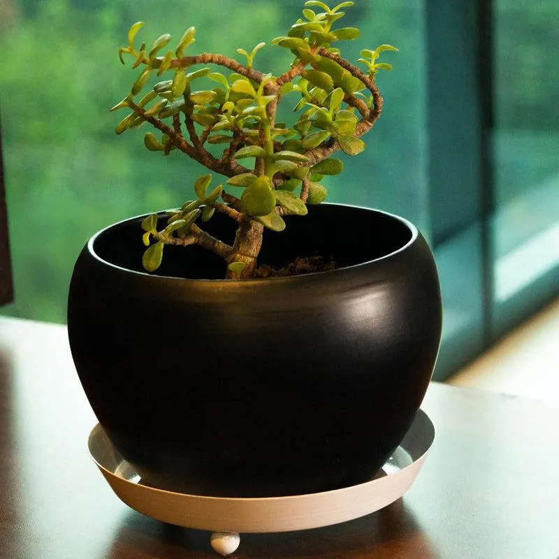 Kyari Starfarer Metal Planter media 2