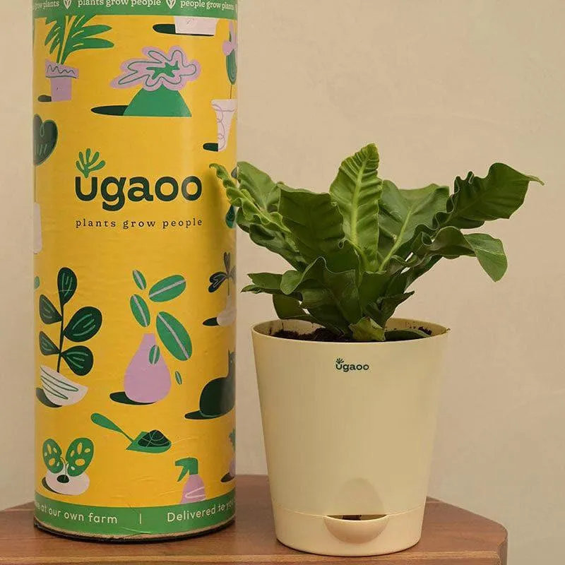 Ugaoo Cobra Fern Natural Live Indoor Plant - Medium media 3