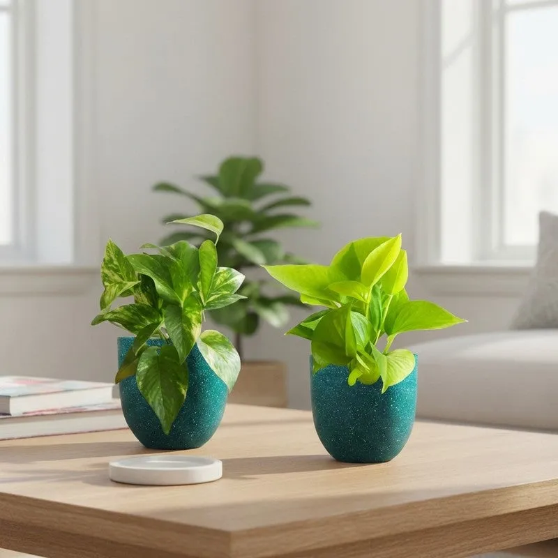 Greenkin Money Plant & Gold King Indoor Live Plants (Green) - Set Of Two media 1