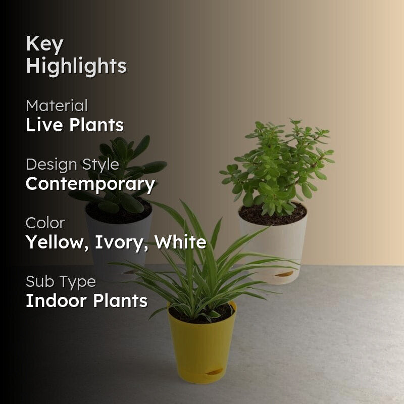 Ugaoo Jade, Spider, Crassula Ovata Indoor Plants With Pot - Set Of Three media 2