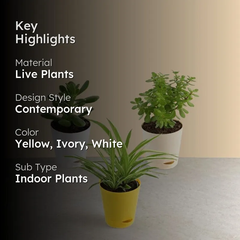Ugaoo Jade, Spider, Crassula Ovata Indoor Plants With Pot - Set Of Three media 2