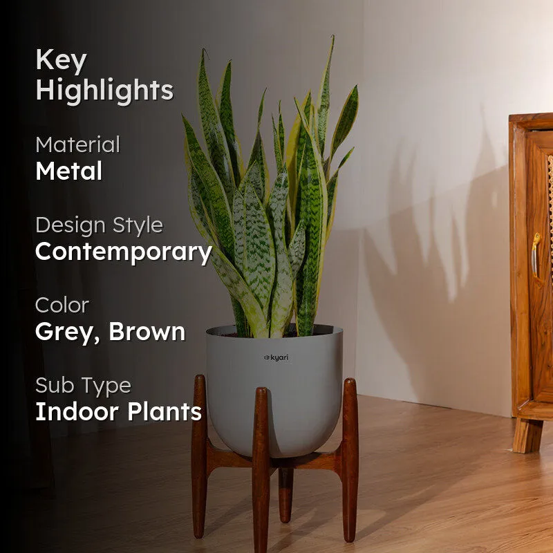 Kyari Sansevieria Zeylanica Golden Snake Plant With Metal Self Watering Pot (Grey) - 2.4 Feet media 2