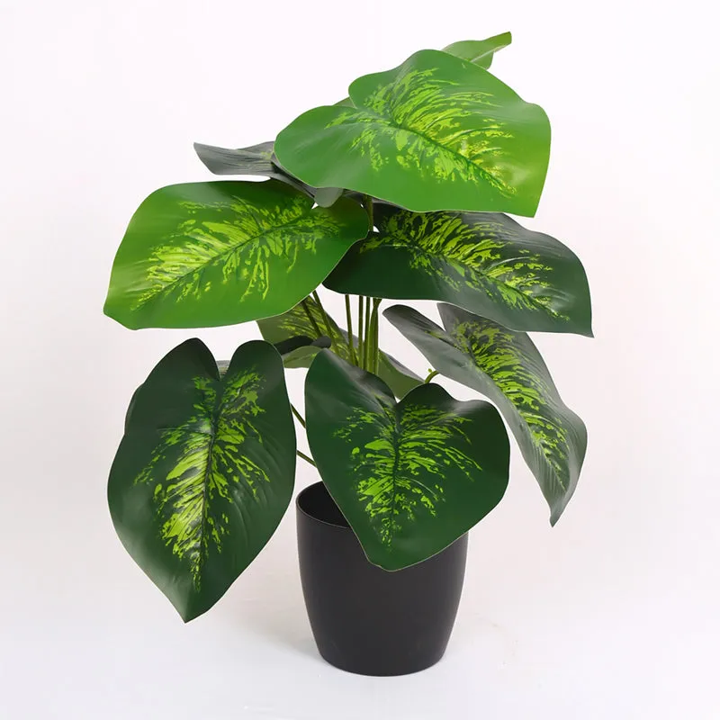 buy philodendron pink princess uk Pink Princess Philodendron | UK Delivery
