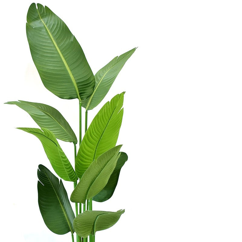 Floris Artificial Banana Plant With Black Plastic Pot - 5.1 Feet media 4