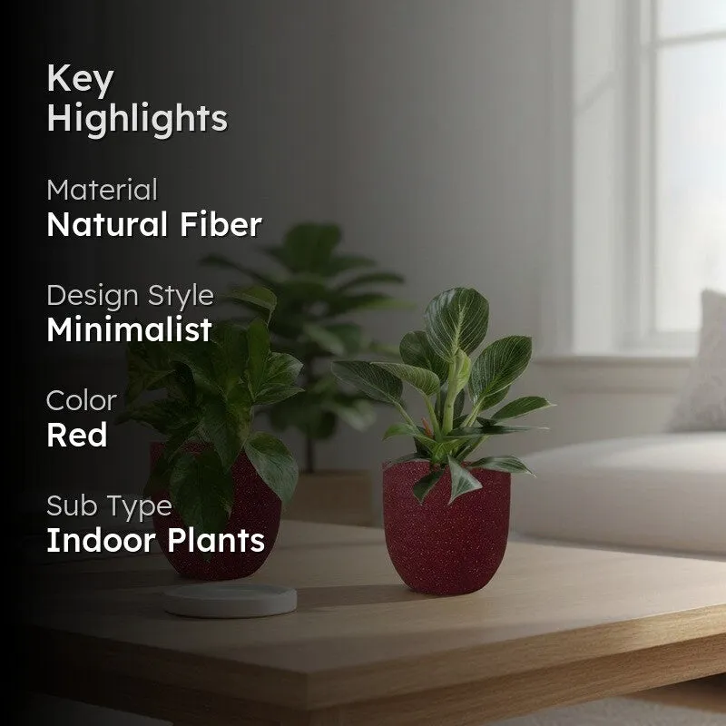 Greenkin Birkin & Gold King Live Plants (Red) - Set Of Two media 2
