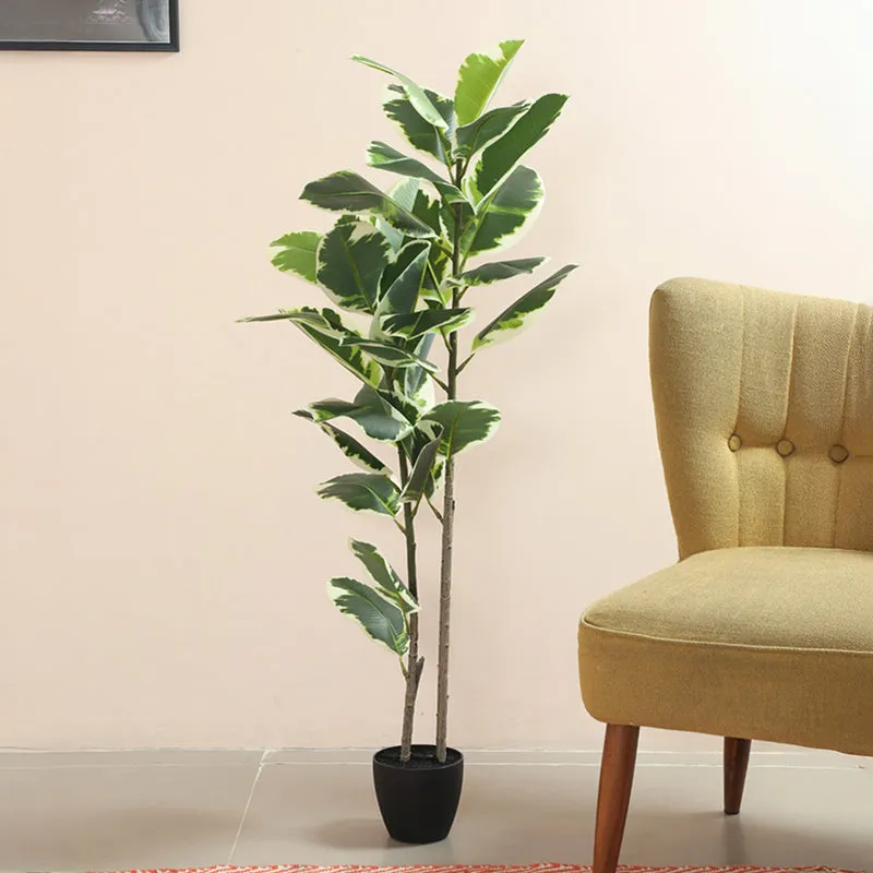 Arvore Artificial Rubber Plant With Black Plastic Pot - 4 Feet media 3