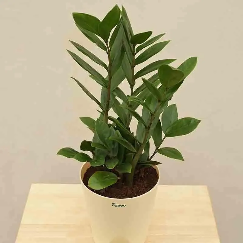 Ugaoo ZZ Plant - Big media 5