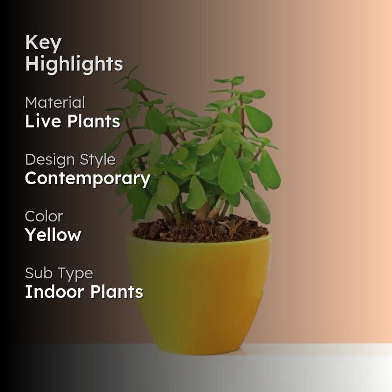 Ugaoo Good Luck Jade Plant With Apple Yellow Ceramic Pot media 2