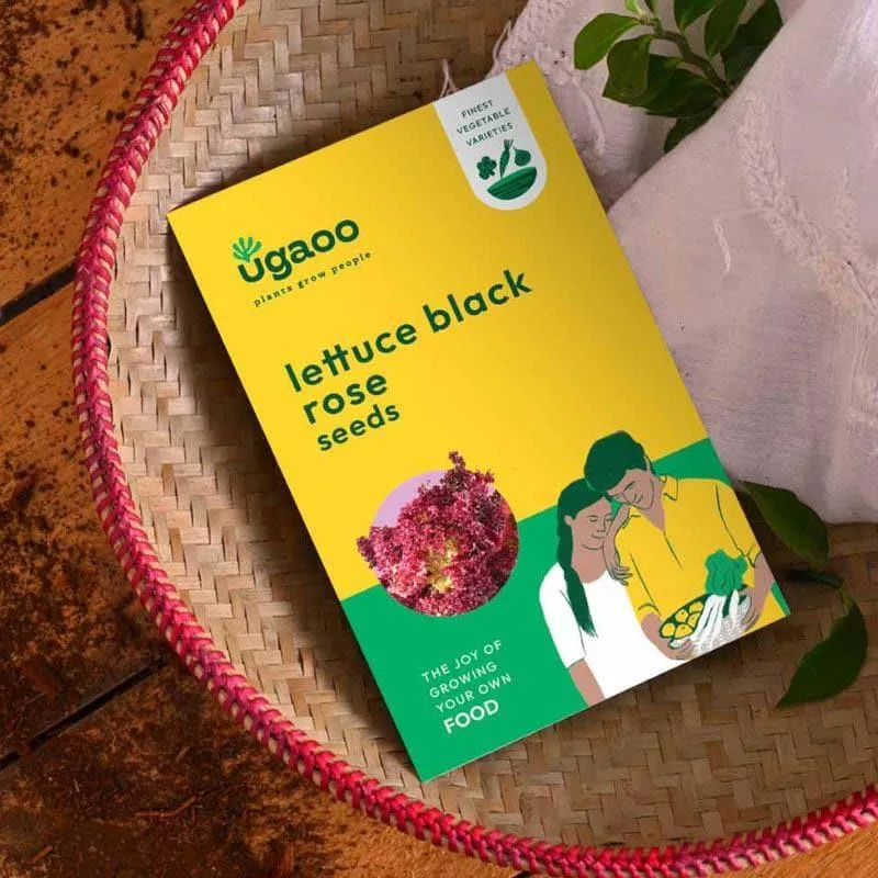 Ugaoo Lettuce Black Rose Seeds media 1