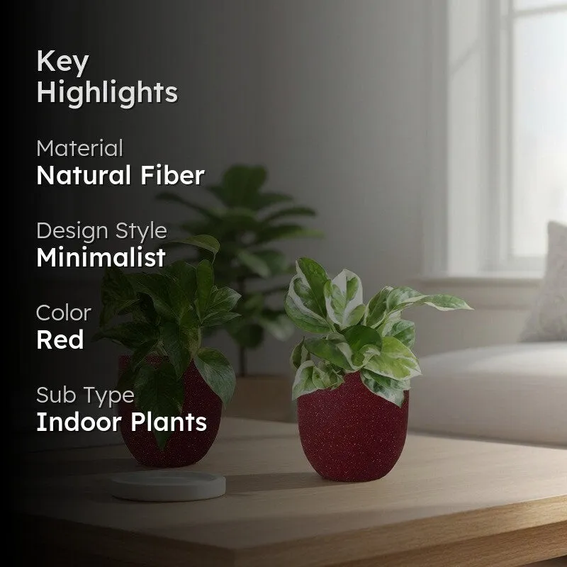 Greenkin Money Plant & Gold King Live Plants (Red) - Set Of Two media 2