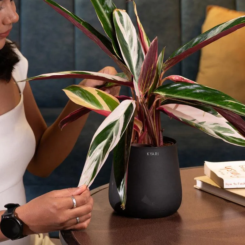Kyari Calathea Triostar With Metal Self Watering Pot - Black media 4