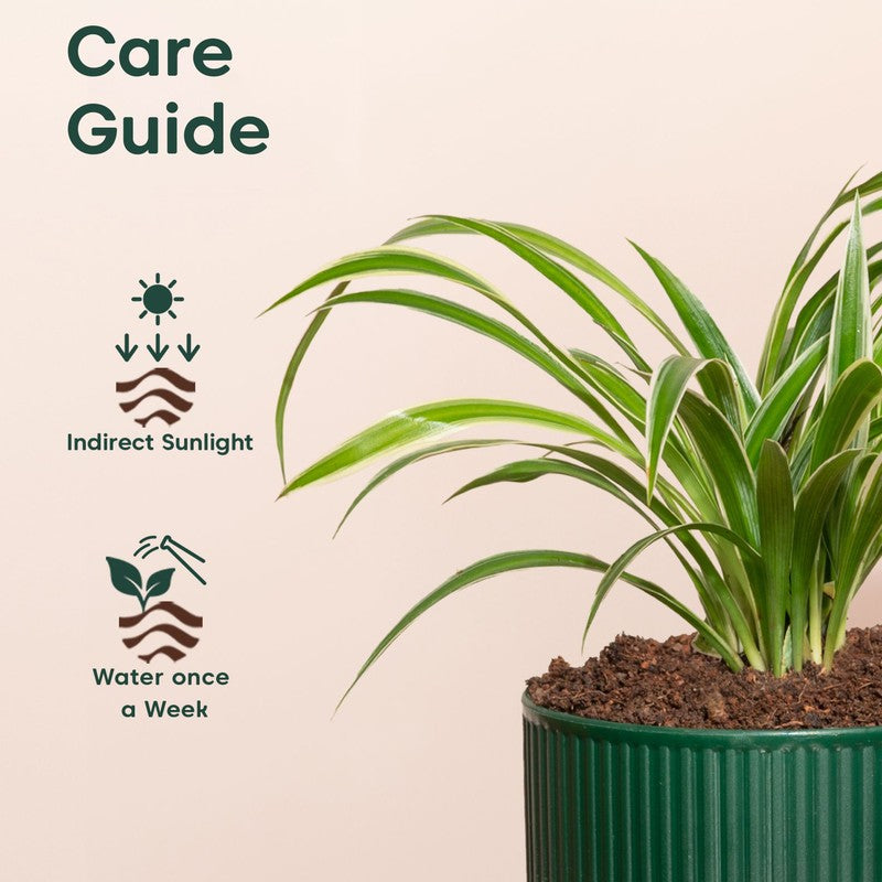 Kyari Spider Plant with Self Watering Pot - Green media 5