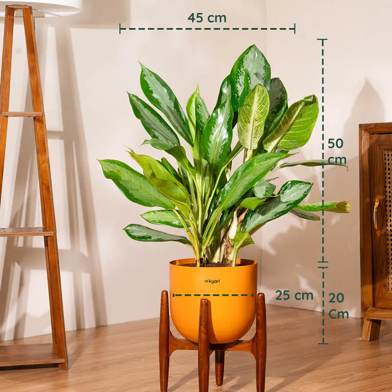 Kyari Agalonema Ice Plant With Metal Self Watering Pot (Orange) - 2.4 Feet - 5