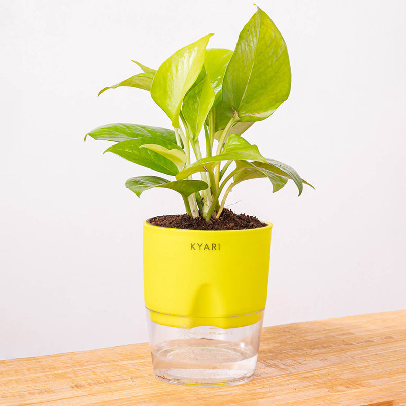 Kyari Golden Pothos With Self Watering Pot (Yellow) - 18 cm media 6