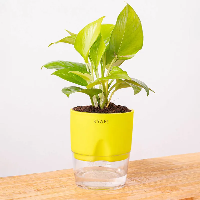 Kyari Golden Pothos With Self Watering Pot (Yellow) - 18 cm media 6