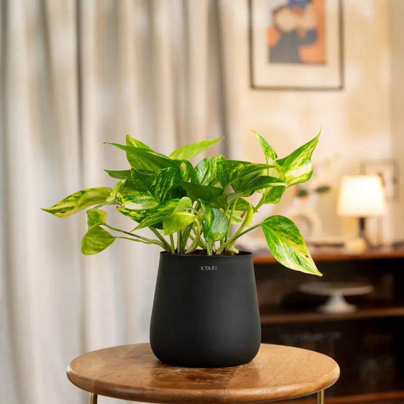 Kyari Golden Pothos With Metal Self Watering Pot (Jet Black) - 1 Foot media 1