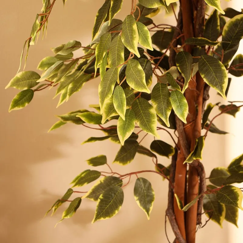 Artificial Variegated Ficus Plant With Black Plastic Pot - 7 ft media 8