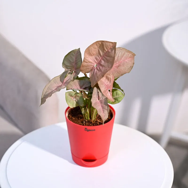 Ugaoo Syngonium Pink Plant media 3