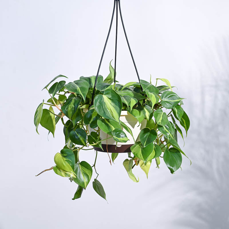 Live Plants