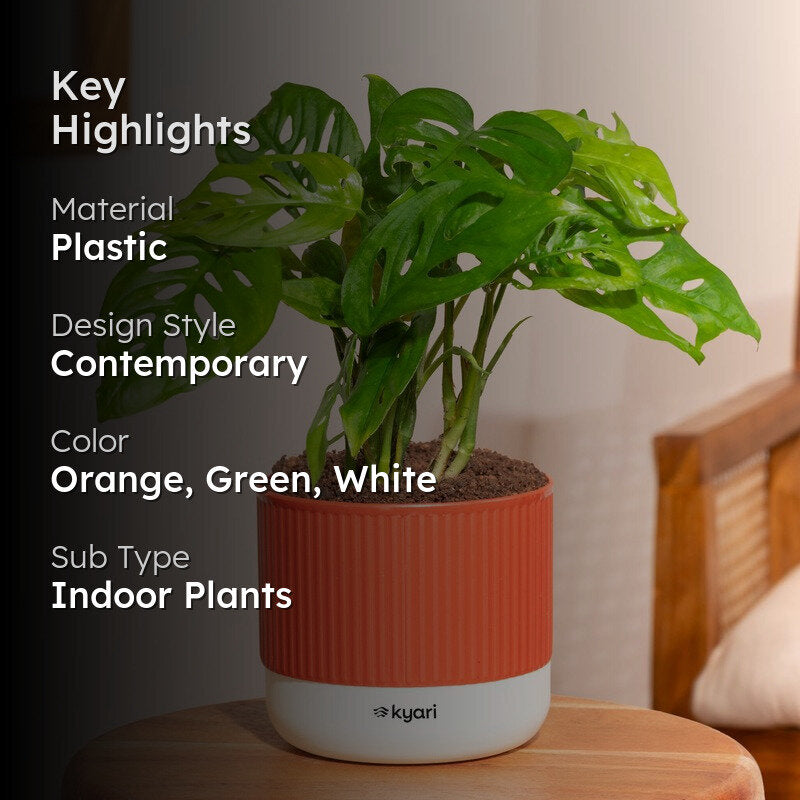 Kyari Broken Heart Plant with Self Watering Pot - Red media 2