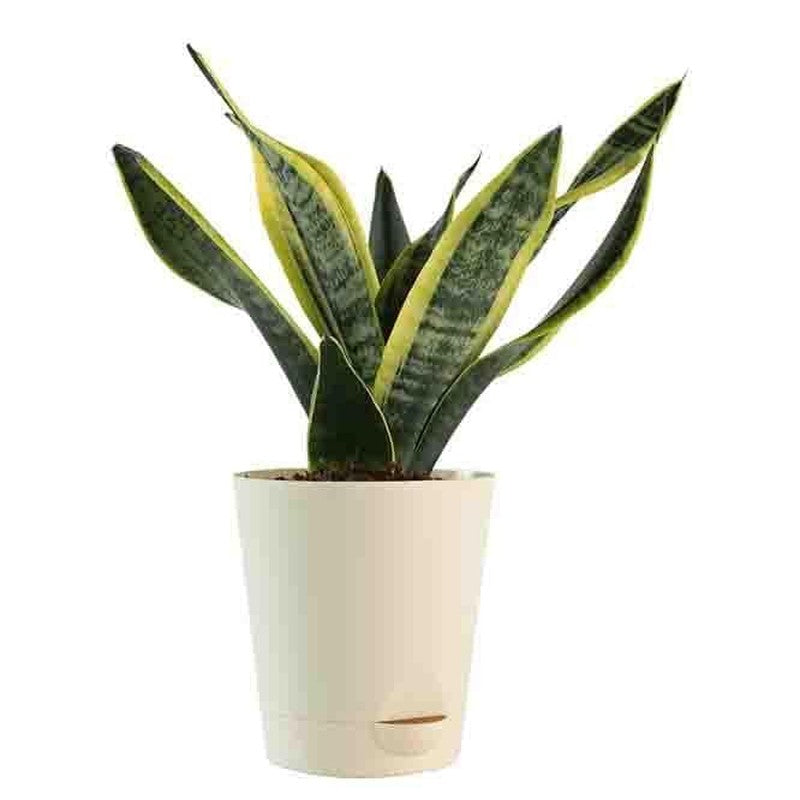 Ugaoo Air Purifying Plant Bundle - Areca Palm, Sansevieria Futura Superba media 3