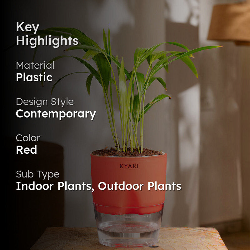 Kyari Areca Palm With Self Watering Pot - Red media 2