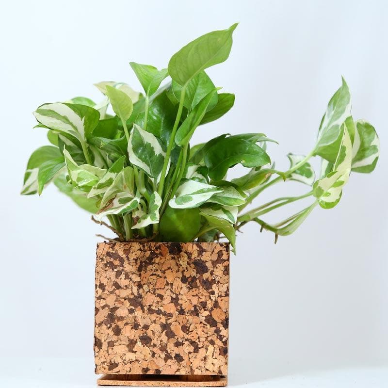 Rustic Timber Planter media 3