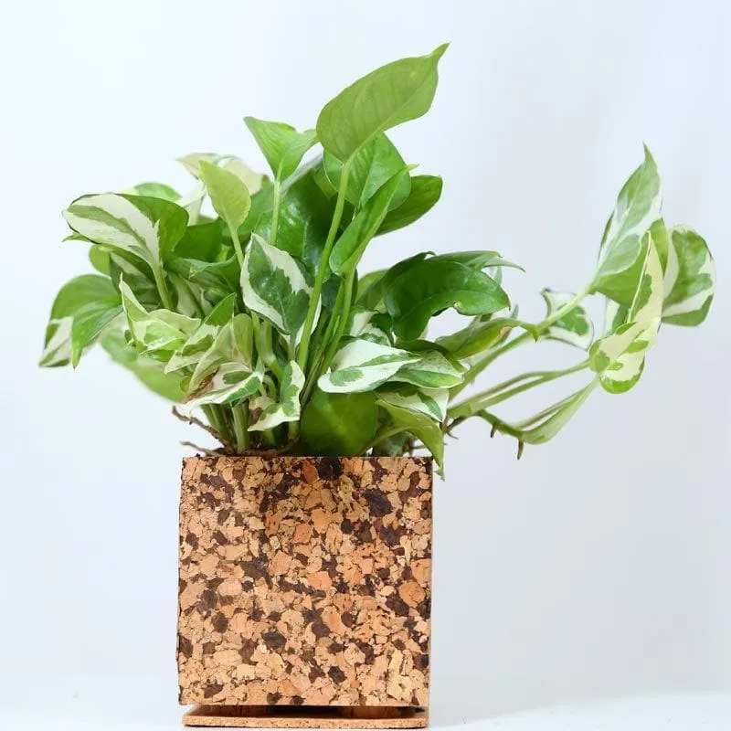Rustic Timber Planter media 3