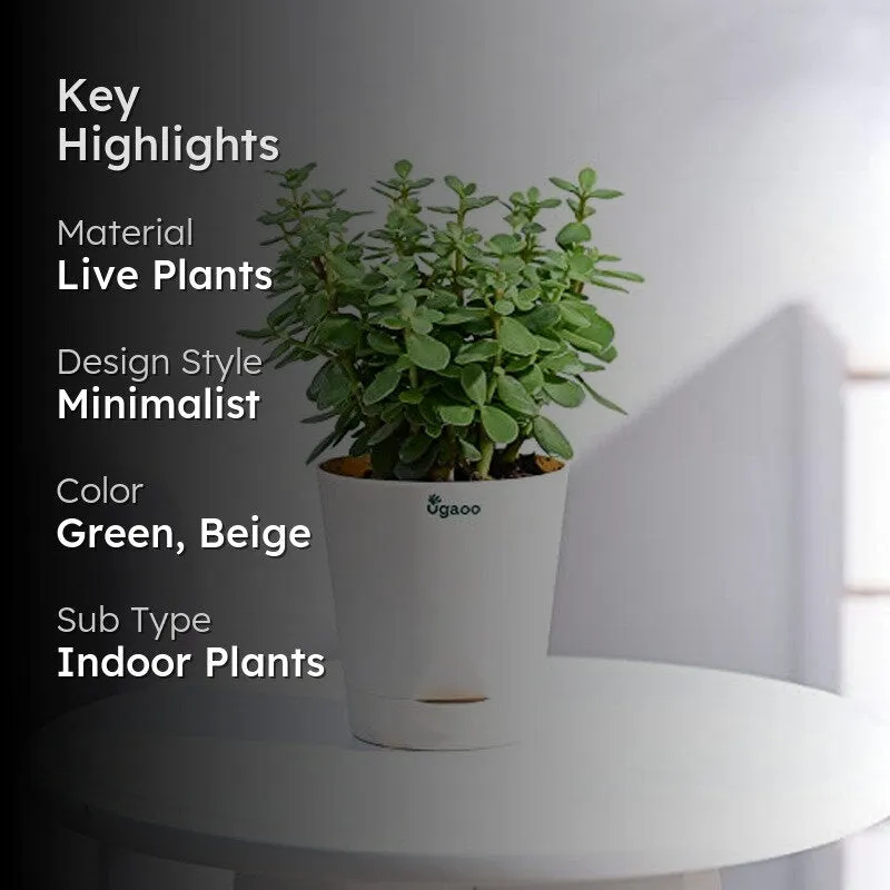 Ugaoo Jade Mini Plant-Small media 2