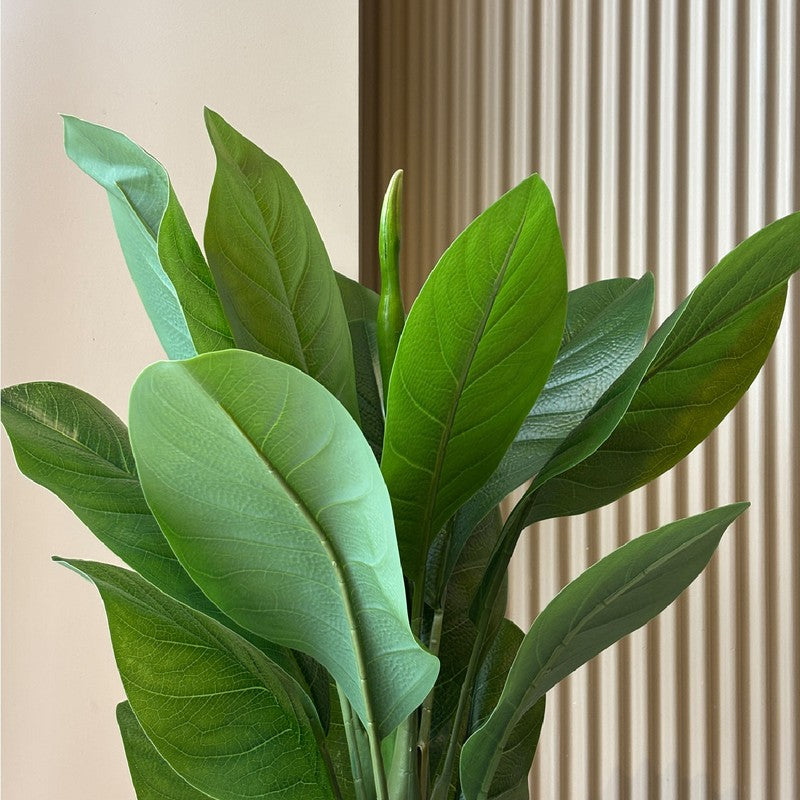 Tourist Banana Plant With Black Plastic Pot - 102 cm (3.3 ft) media 6